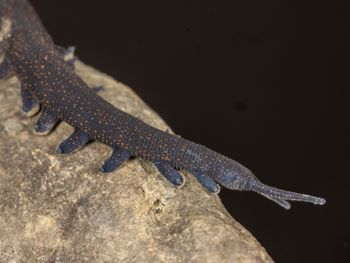Media type: image;   Invertebrate Zoology 168055 Description: Digital photograph of specimen in life.;